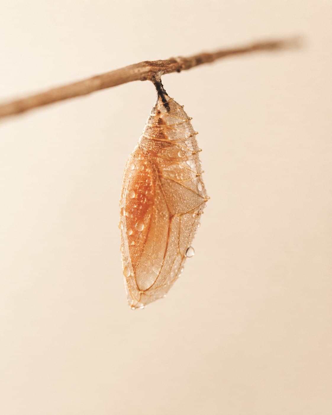 Chrysalide